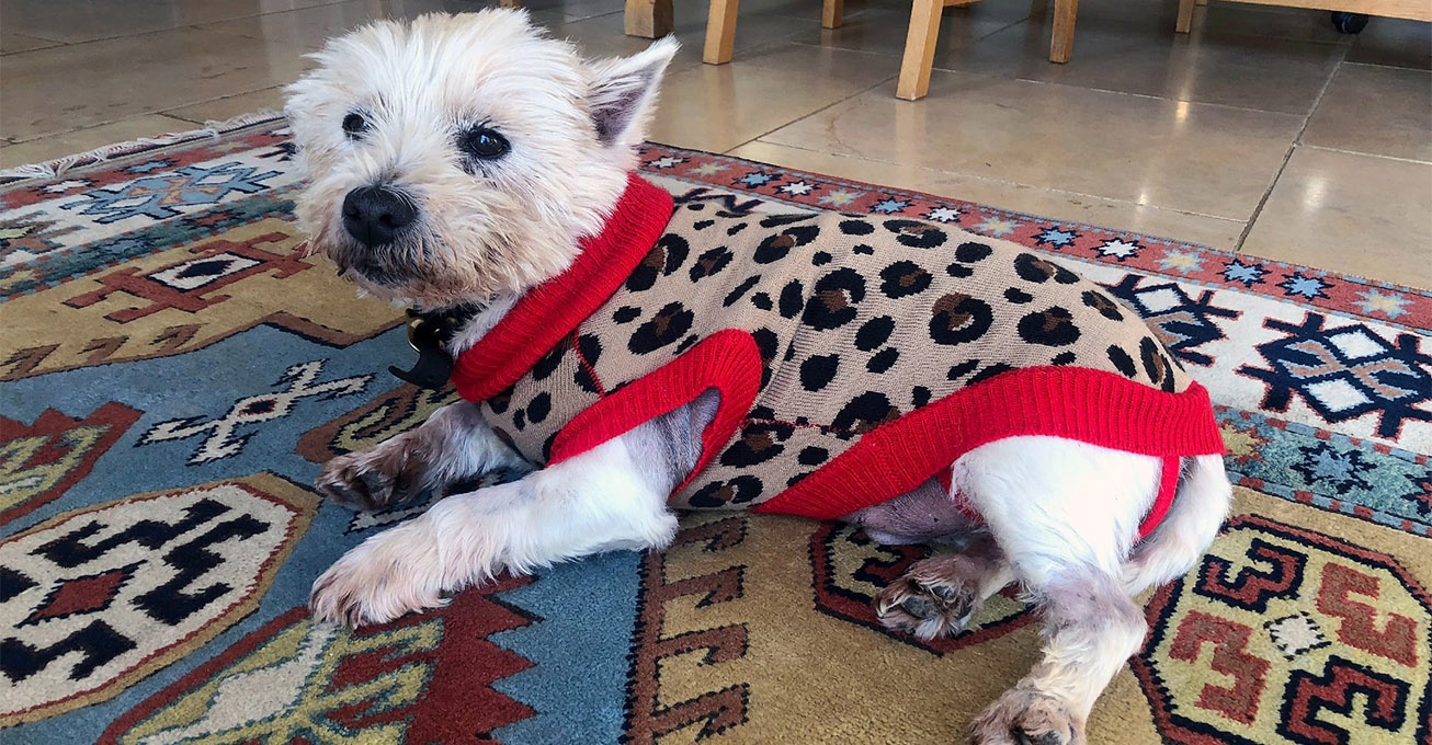 West Highland Terrier who gobbled down festive turkey bone saved by Runcorn specialists
