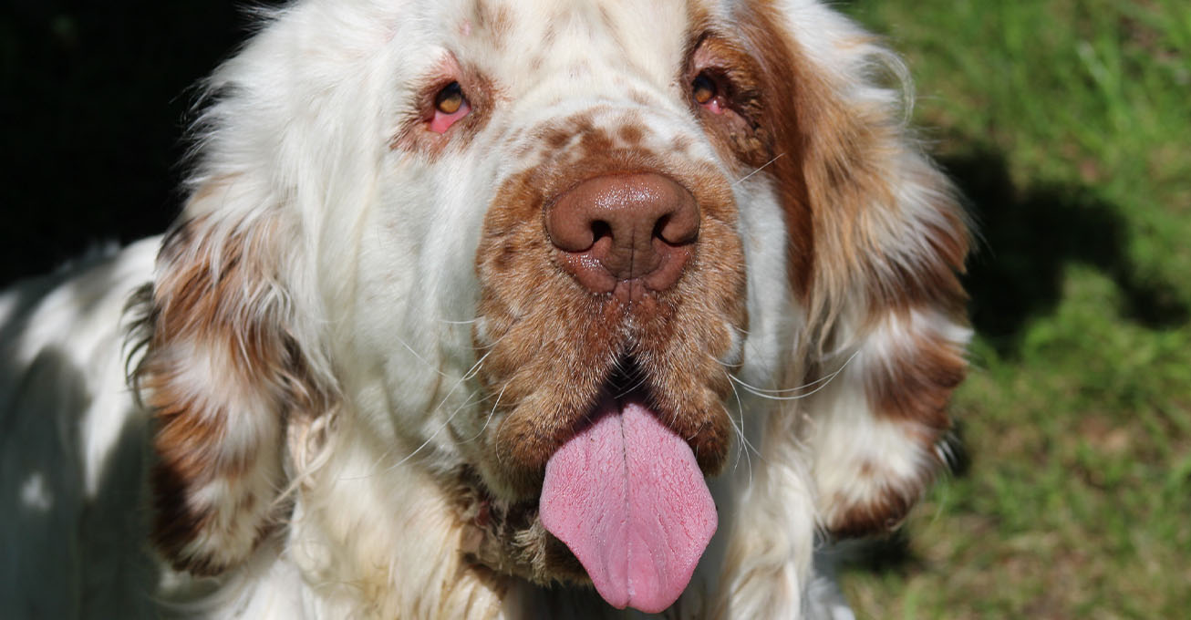 Giant Clumber Spaniel can see again after ‘facelift’ at Penrith vets