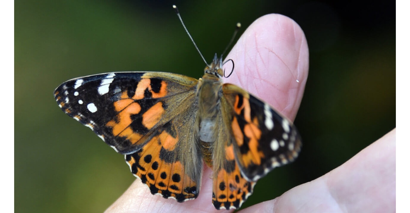 Butterfly release helps to raise thanks for local hospice charity