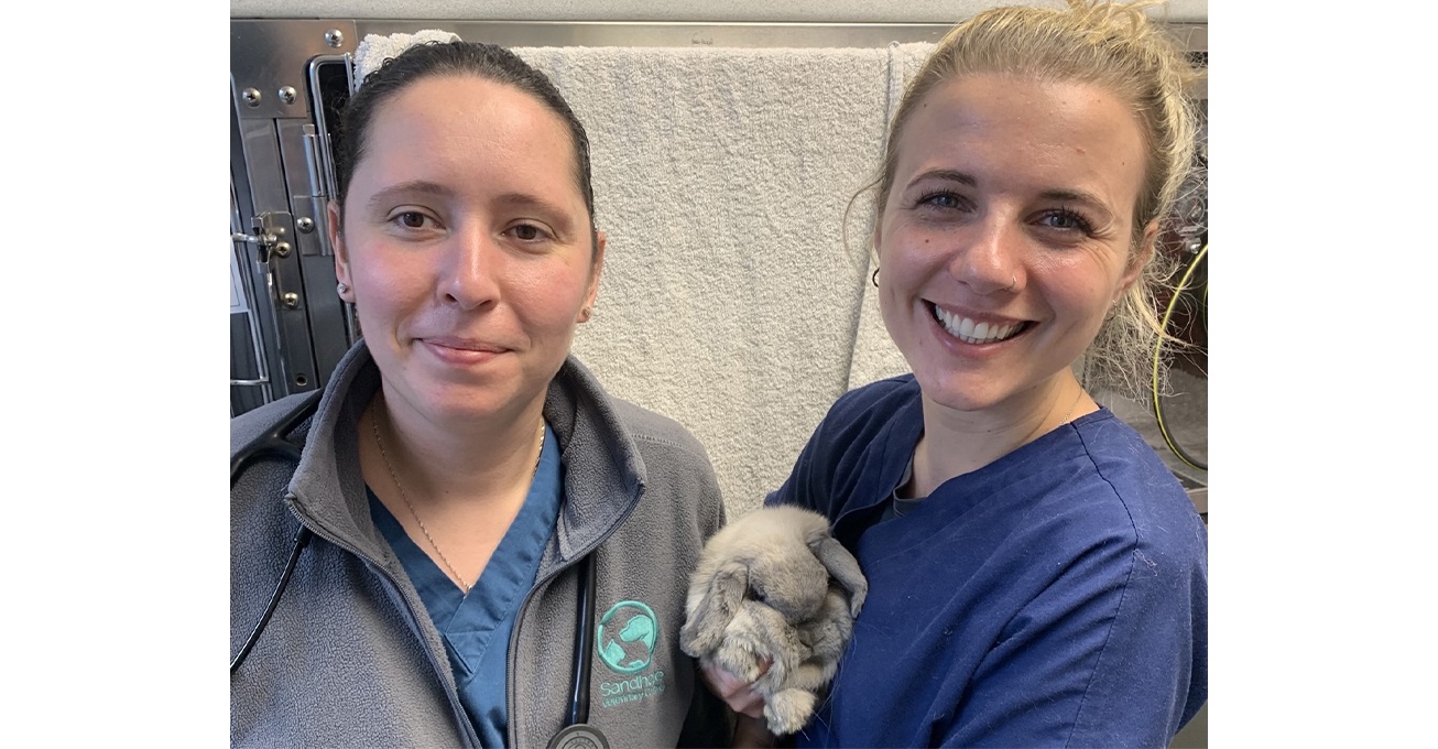 First-class rabbit care at Snodland vet practice receives prestigious accolade