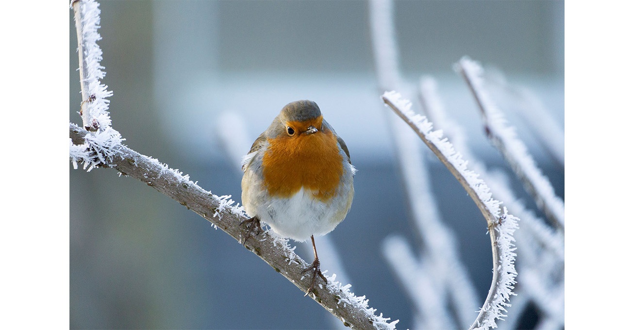 Sustainable Derbyshire business helping out birds with January RSPB garden birdwatch offer