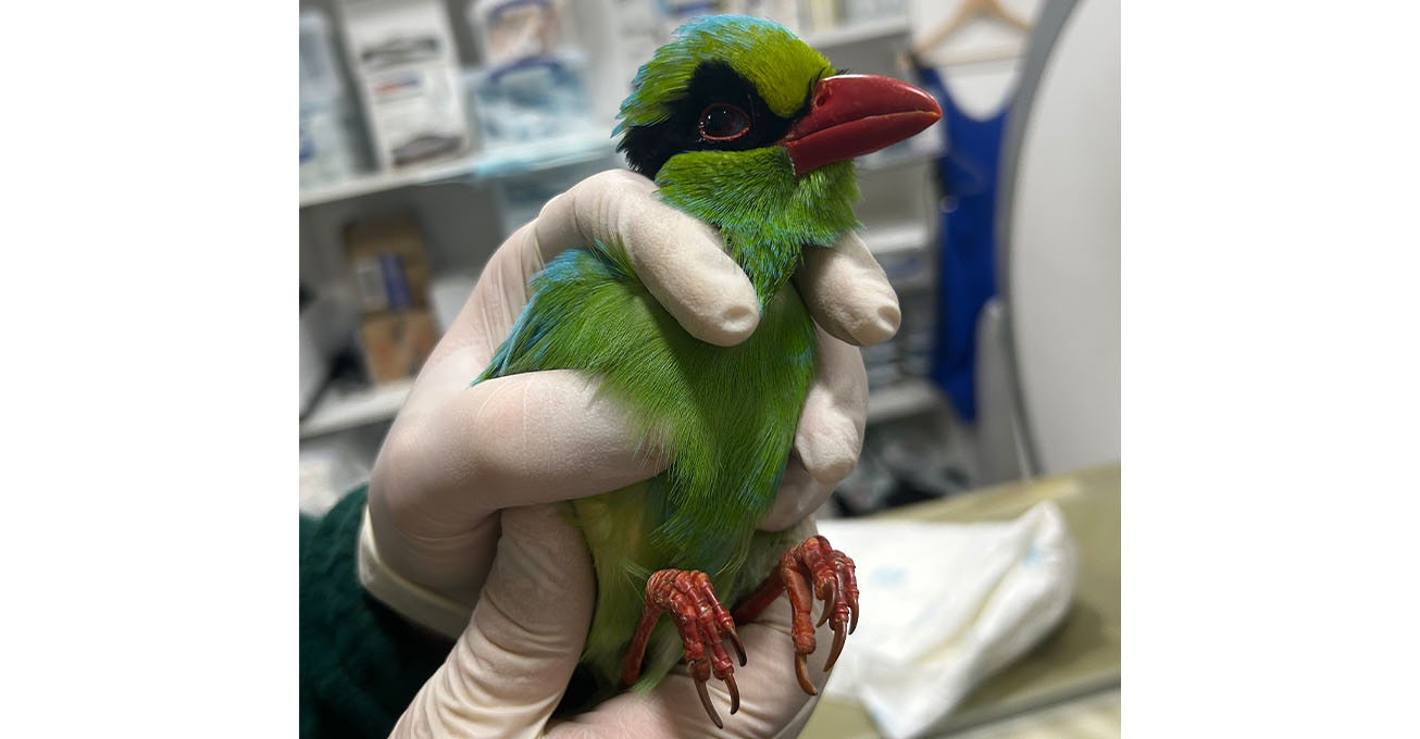 London animal hospital performs world-first scan of Javan Green Magpies