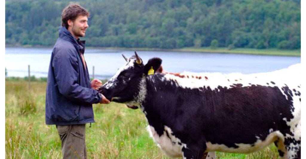 Hardy and clever. How 12 cows are helping to restore Scottish rainforest